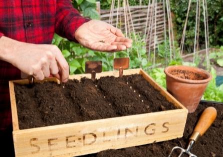 Seed Sowing & Growing 
