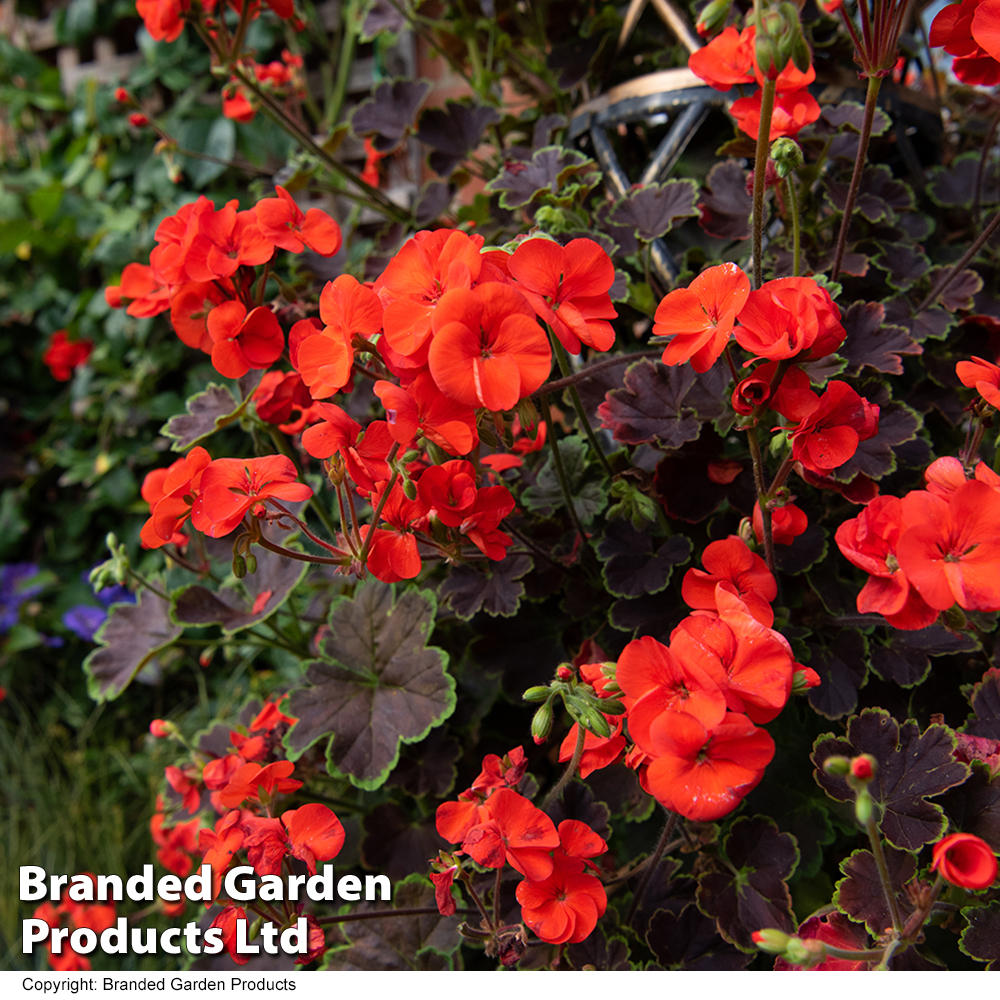 Geranium Tall Dark Handsome Orange Dobies