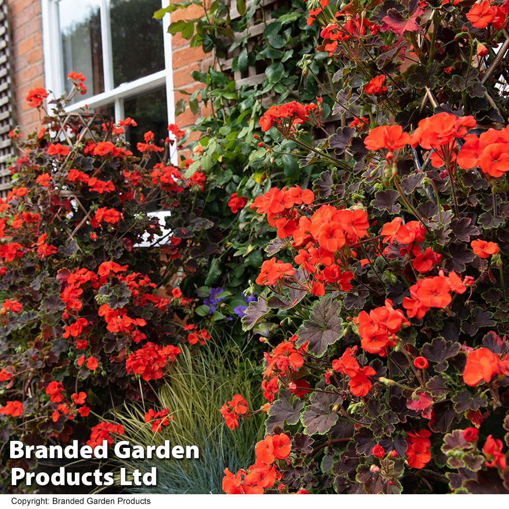 Geranium Tall Dark Handsome Orange Dobies