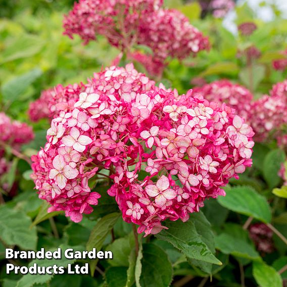 Hydrangea Arborescens Ruby Annabelle Dobies