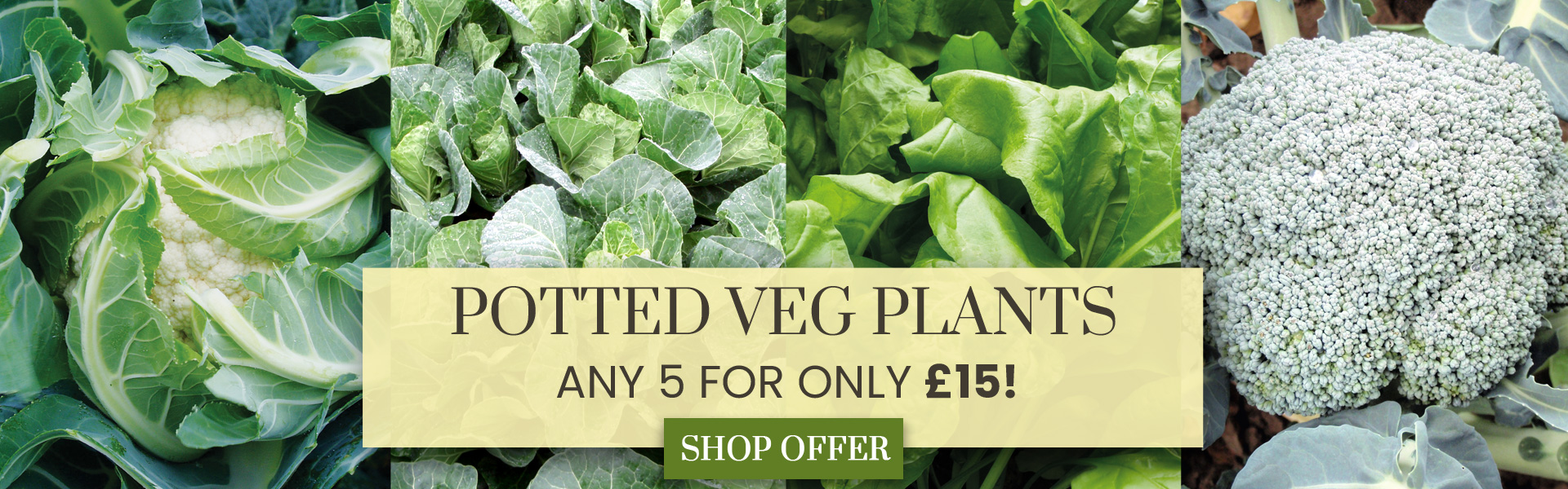 Vegetable Mix & Match Offer