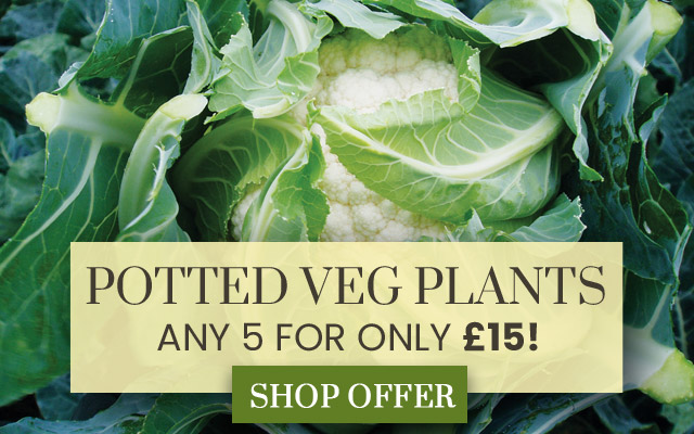 Vegetable Mix & Match Offer