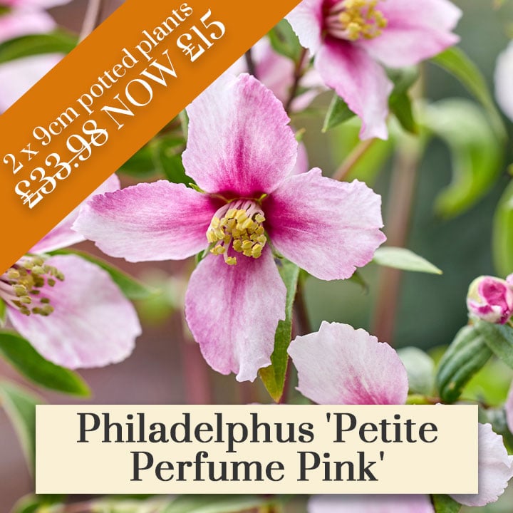 Deal of the Week - Philadelphus 'Petite Perfume Pink'