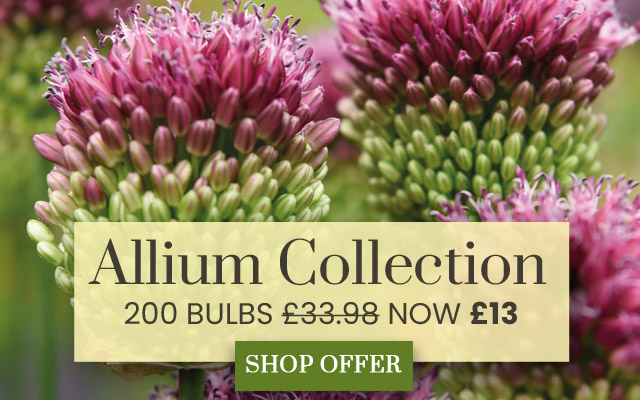 Allium Bumper Pack