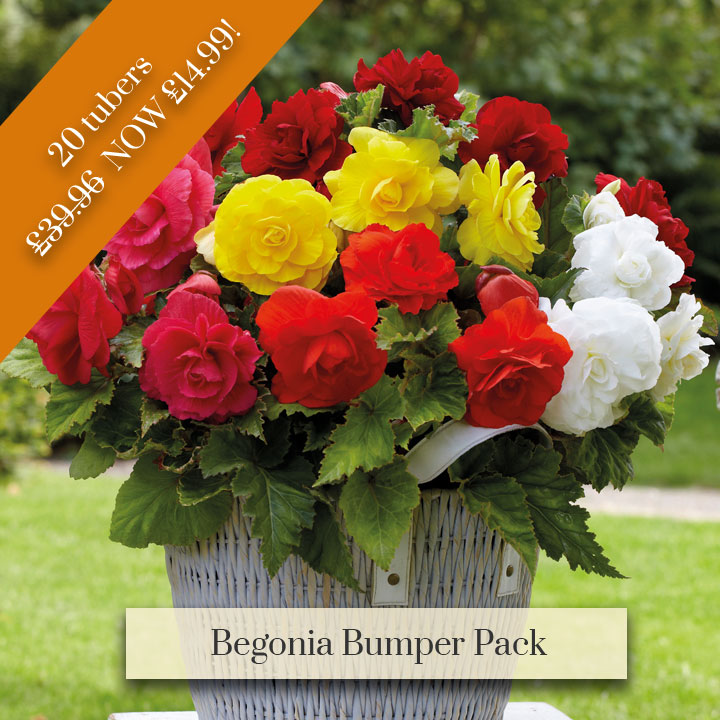 Deal of the Week - Begonia Bumper Pack