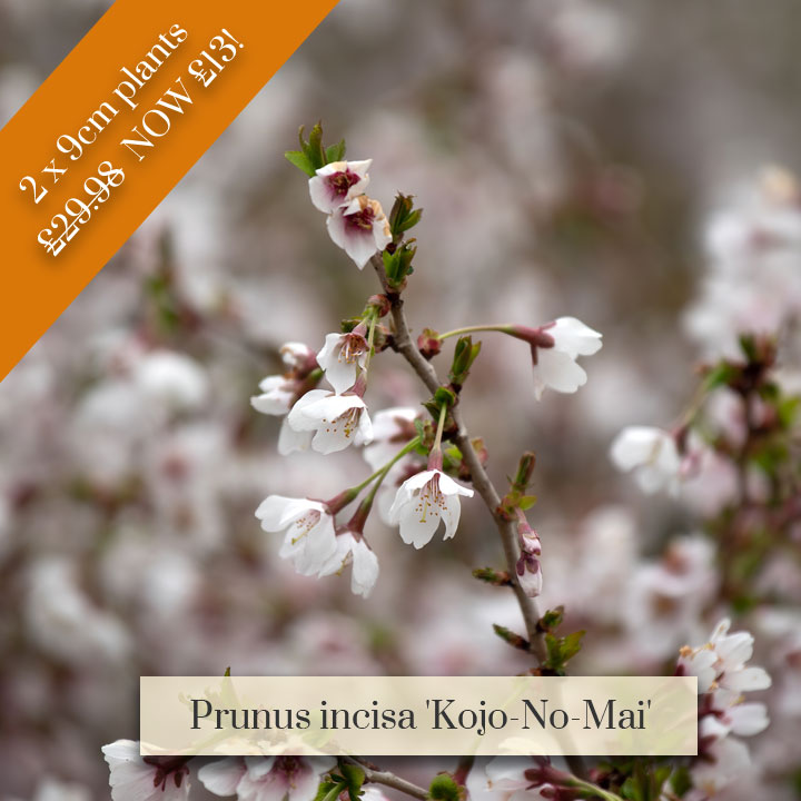 Deal of the Week - Prunus incisa 'Kojo-No-Mai'