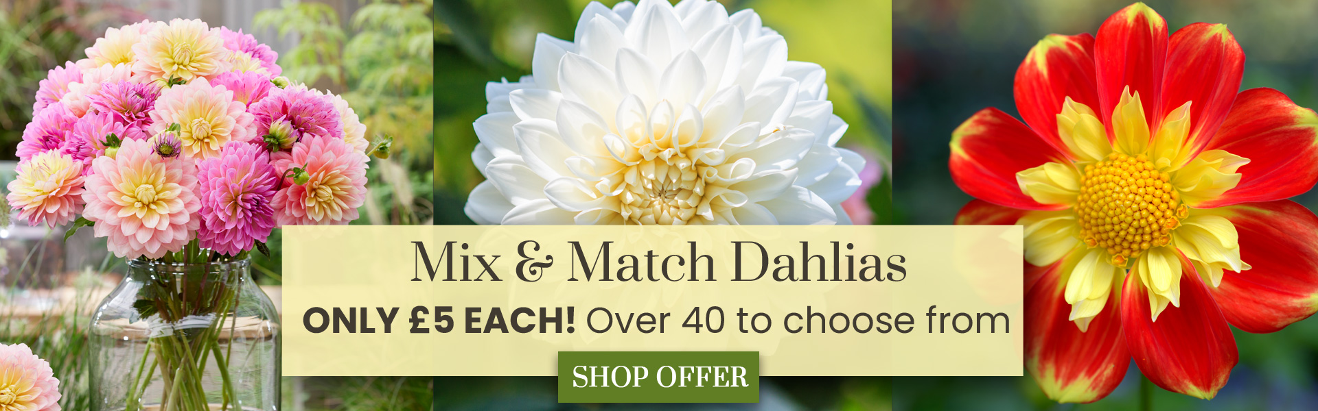 Dahlia Mix & Match