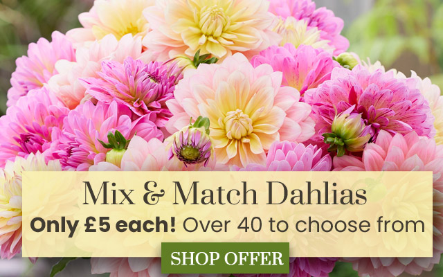 Dahlia Mix & Match