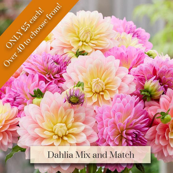 Deal of the Week - Dahlia Mix and Match