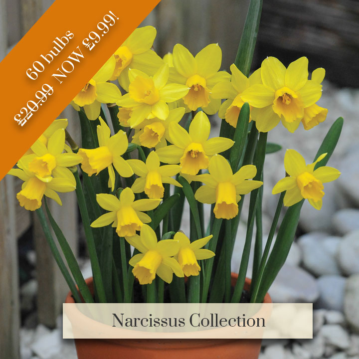 Deal of the Week - Narcissus Collection