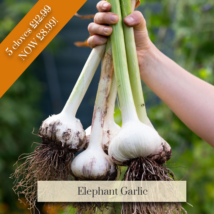 Deal of the Week - Elephant Garlic