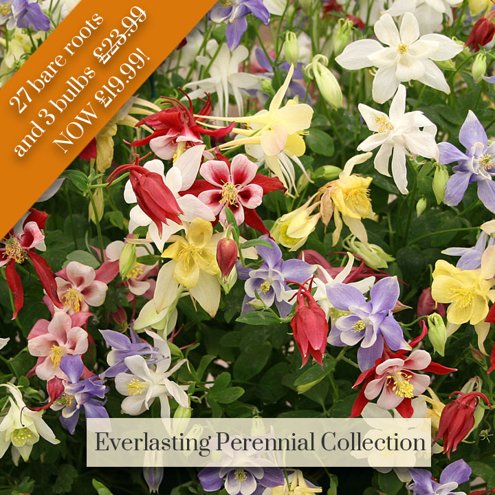 Deal of the Week - Everlasting Perennial Collection