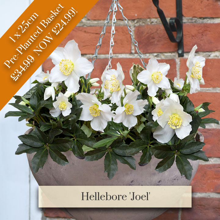 Deal of the Week - Hellebore 'Joel'