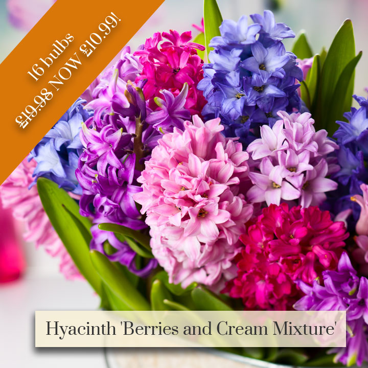 Deal of the Week - Hyacinth 'Berries and Cream Mixture'