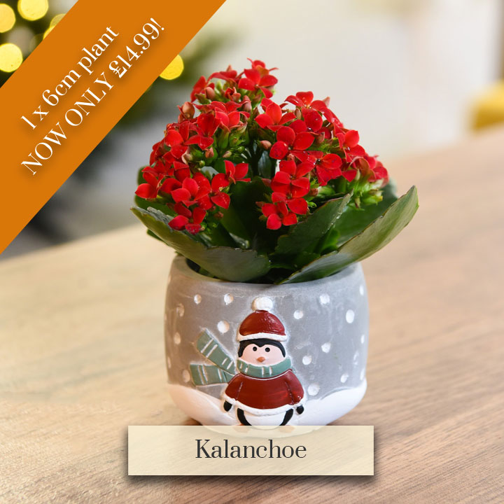 Deal of the Week - Kalanchoe - Gift