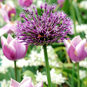 Allium Bulbs