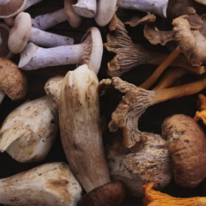 Mushroom Plugs & Growing Kits