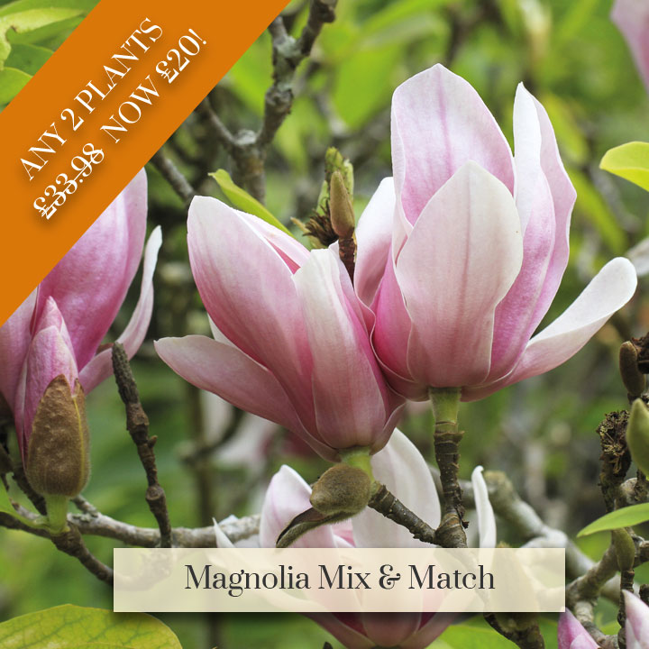 Deal of the Week - Magnolia Mix and Match