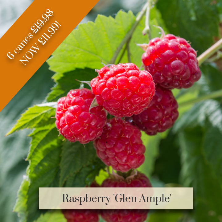 Deal of the Week - Raspberry 'Glen Ample'