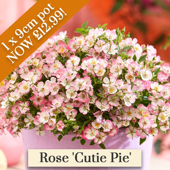 Deal of the Week - Garden Ready Mix & Match
