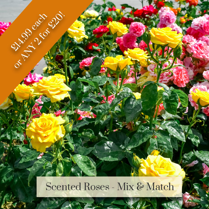 Deal of the Week - Rose Mix and Match