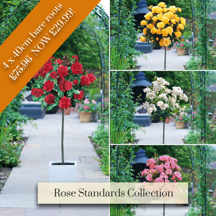 Deal of the Week - Rose Standards