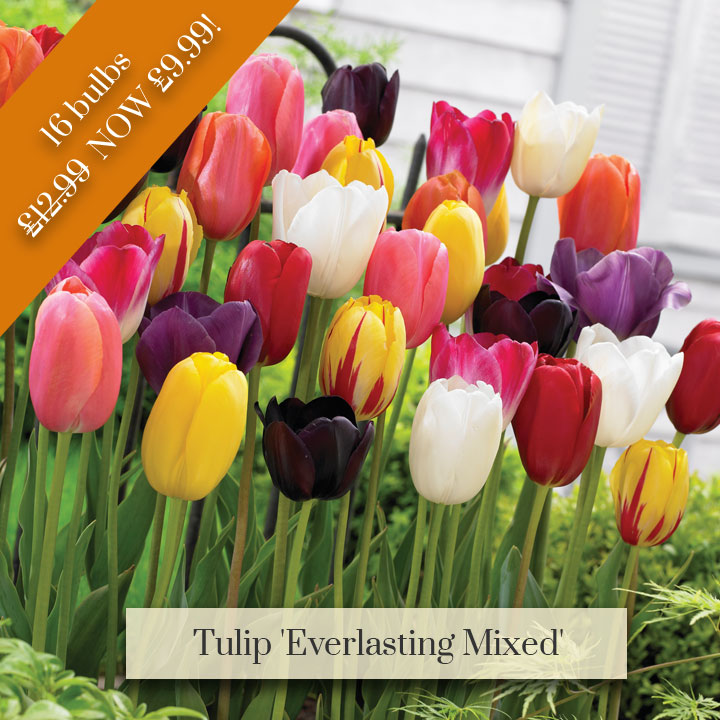 Deal of the Week - Tulip 'Everlasting Mixed'