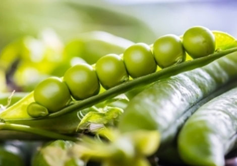 Vegetable Seeds