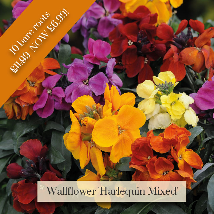 Deal of the Week - Wallflower 'Harlequin Mixed'