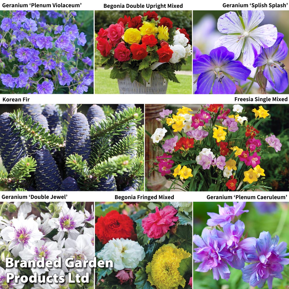 Bumper Bulb & Perennial Collection image