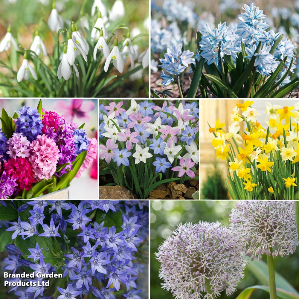 148 Spring Bulb Collection image