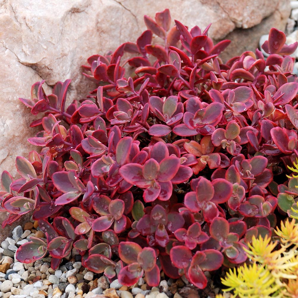 Sedum Plant - Sunsparkler Wildfire | Dobies