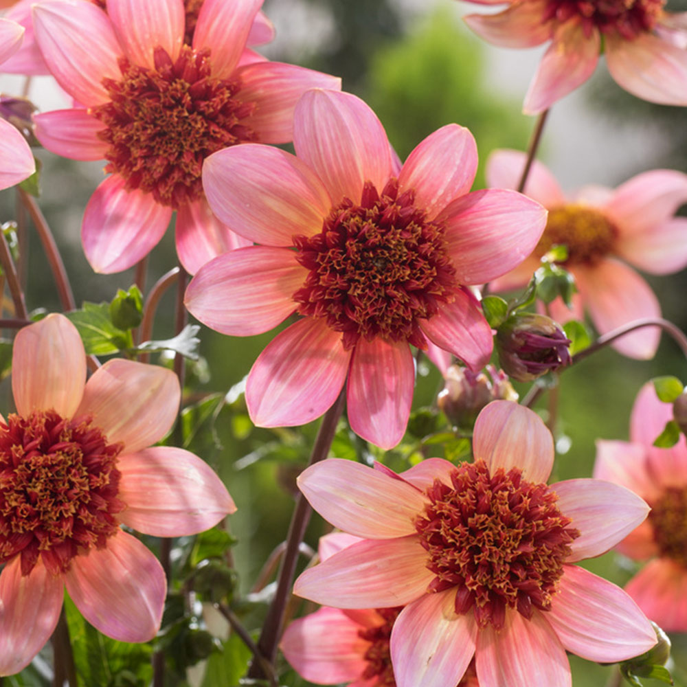 Dahlia 'Totally Tangerine' image