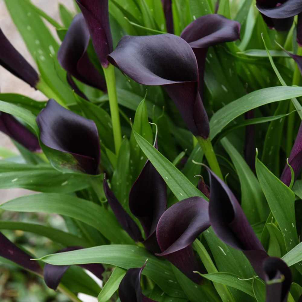 Zantedeschia Odessa 12cm Pot x 1 | Dobies