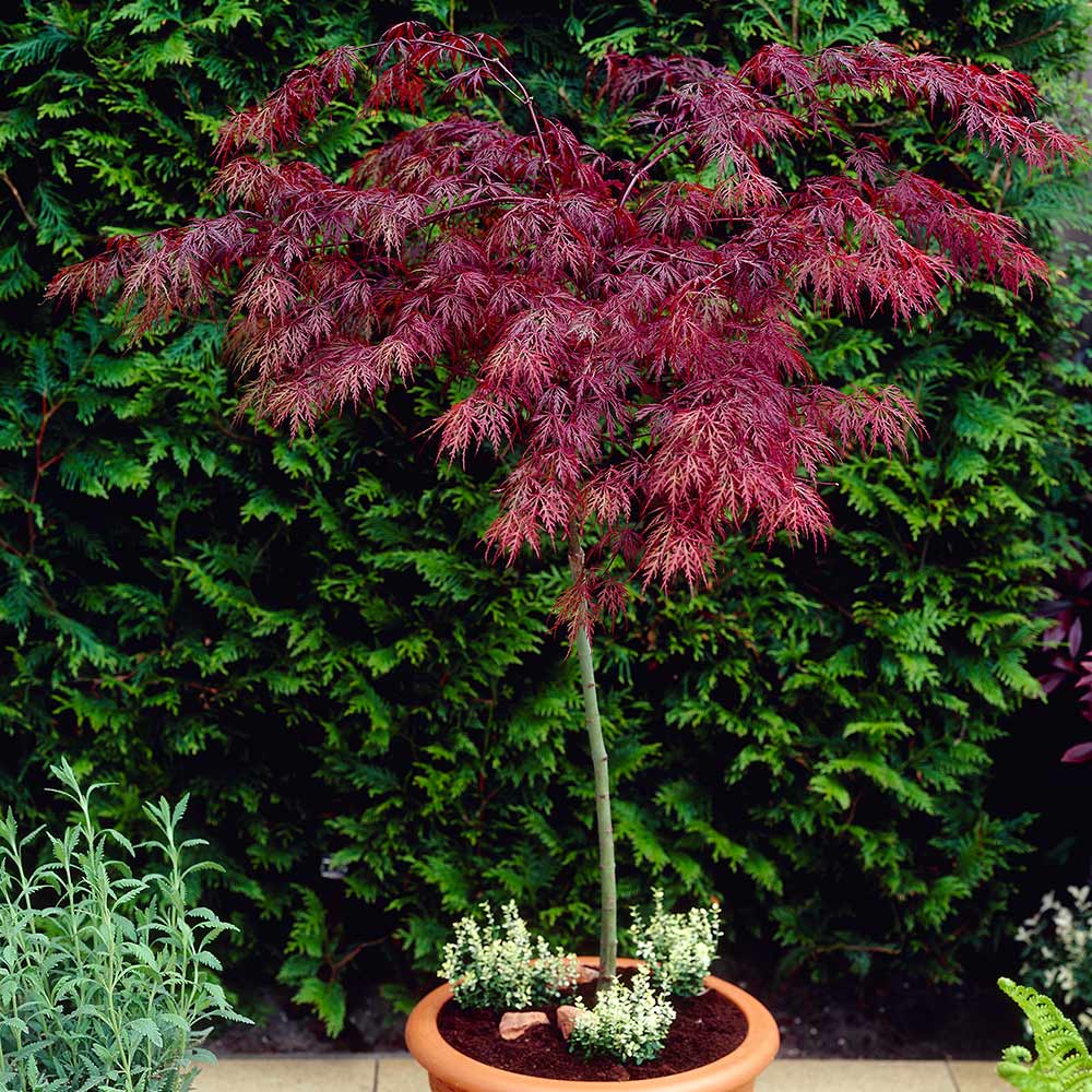 Acer palmatum Garnet | Dobies