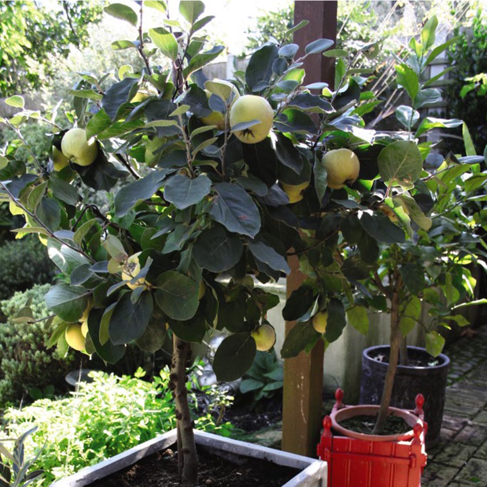 Quince 'Leskovac' (patio) image