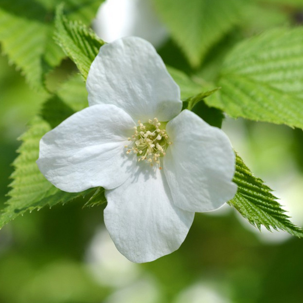 Rhodotypos scandens image