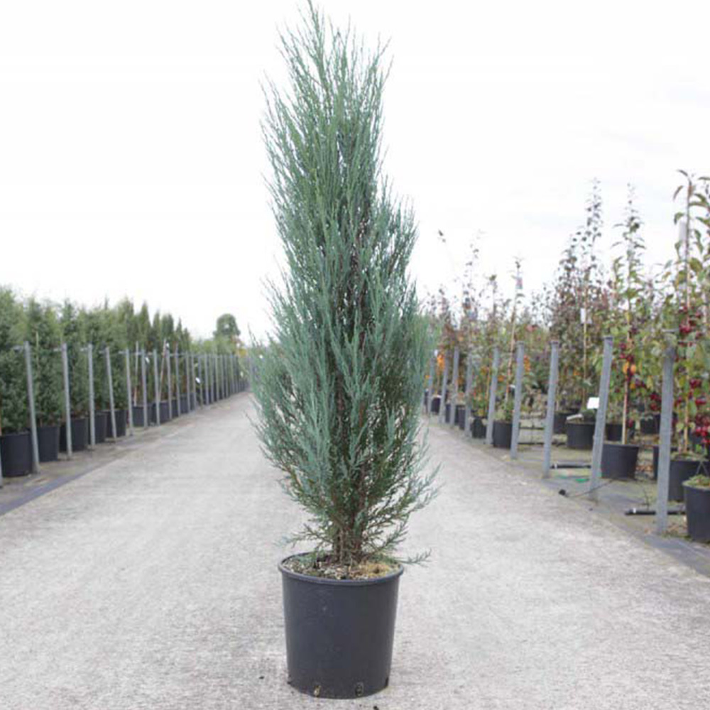 Juniperus Scopulorum Blue Arrow – Hardy Tree | Dobies