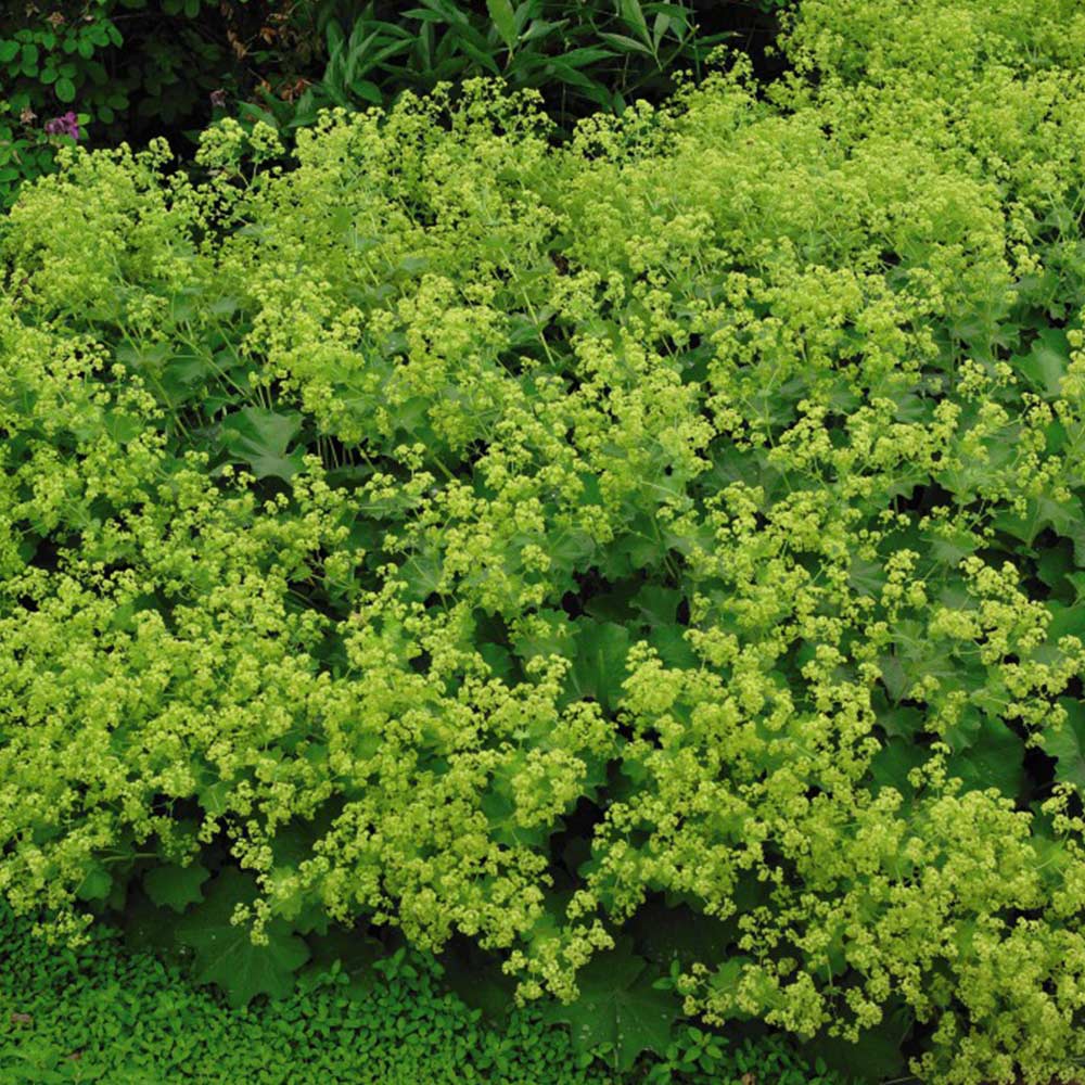 Alchemilla mollis 'Thriller' image