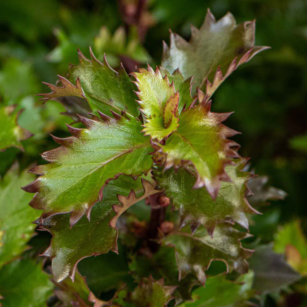 Ilex 'Little Rascal' image