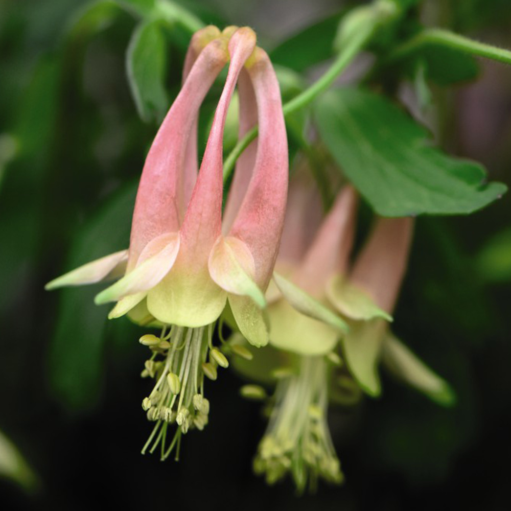 Aquilegia Rhubarb & Custard image