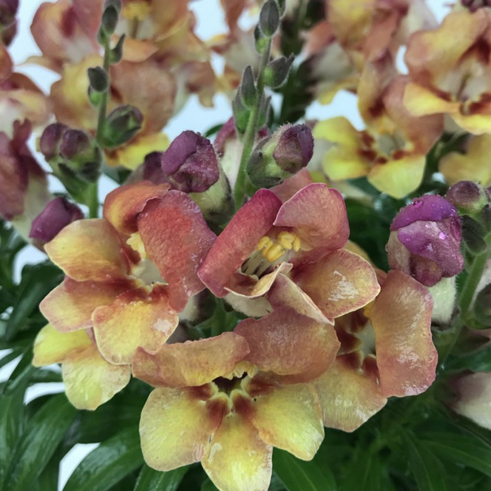 Antirrhinum 'Bronze Apricot' image