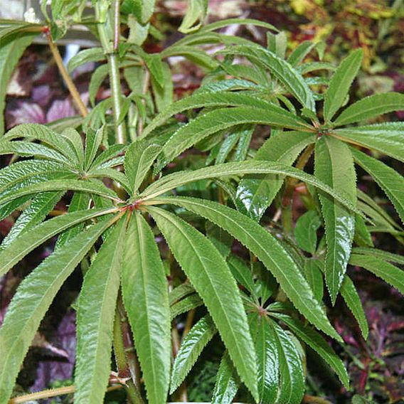 Begonia luxurians image