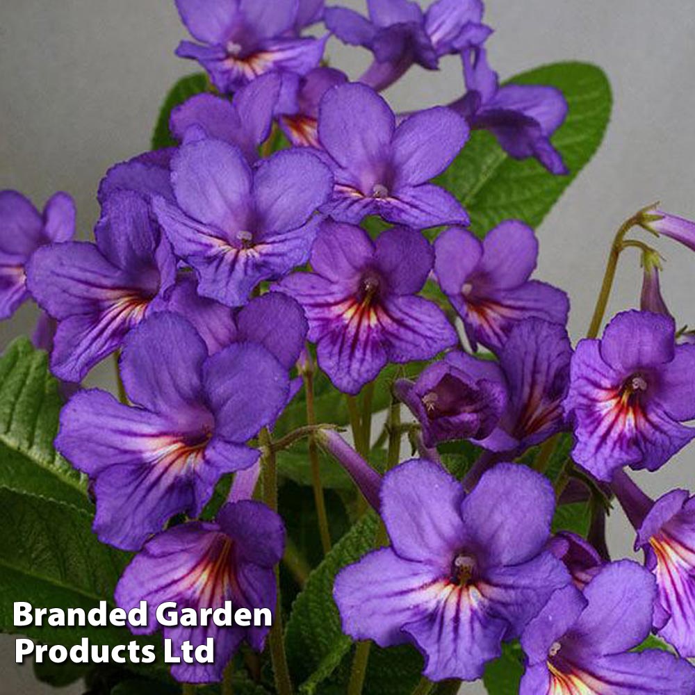 Streptocarpus 'Tanya' image