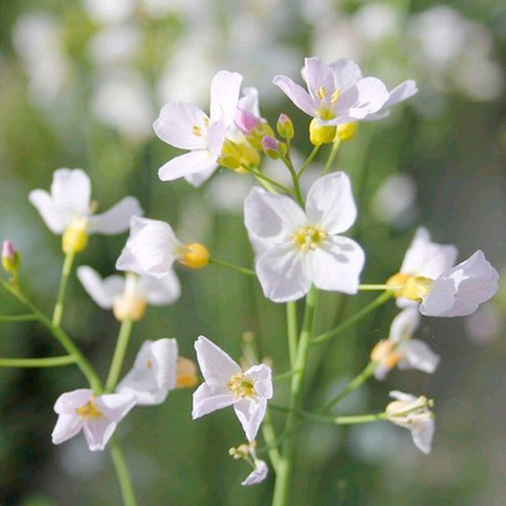 Cardamine pratensis (Marginal Aquatic) image