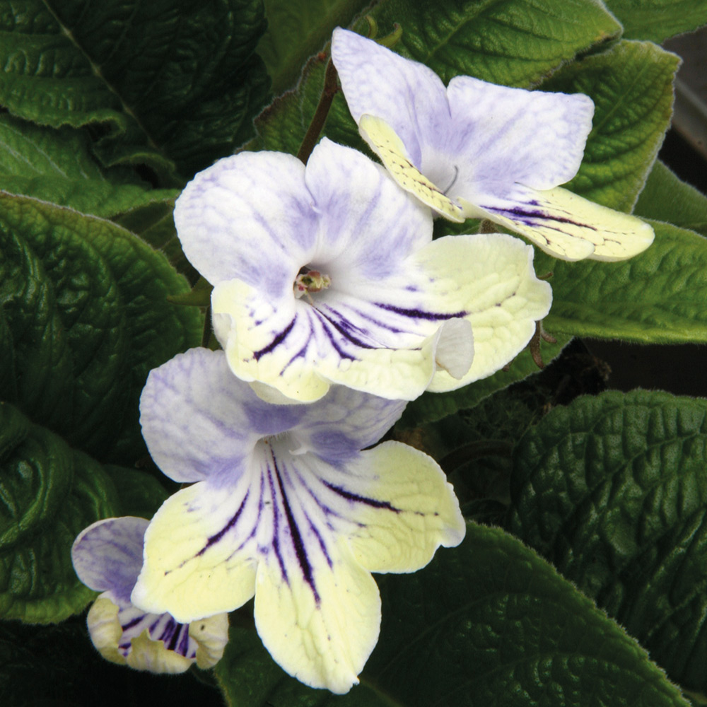 Streptocarpus 'Anwen' image