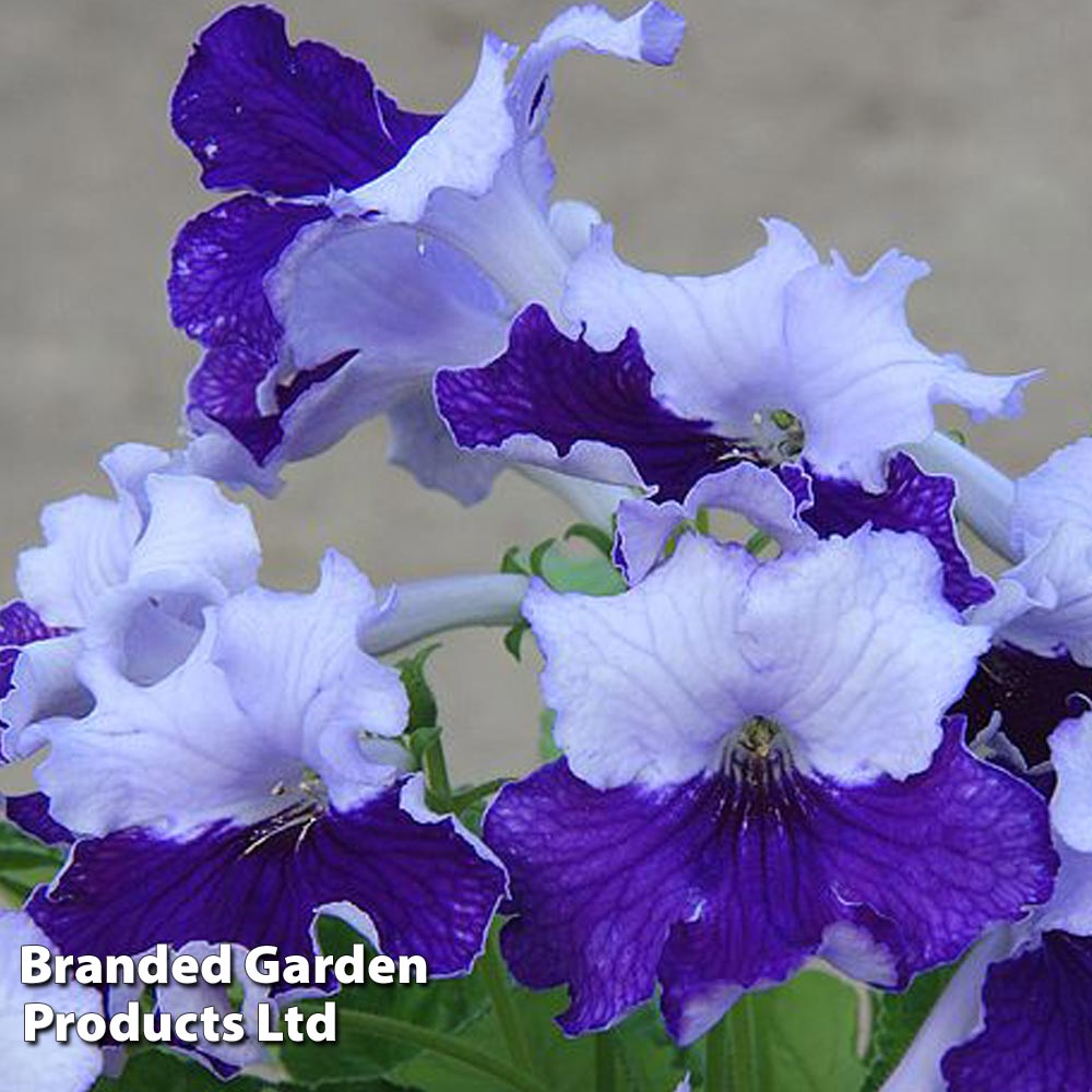 Streptocarpus 'Manon' image