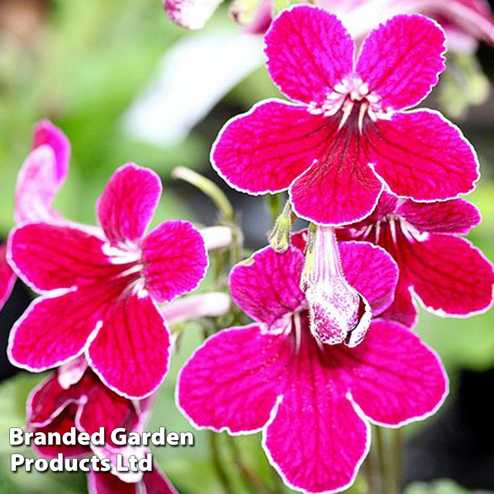 Streptocarpus 'Leah' image