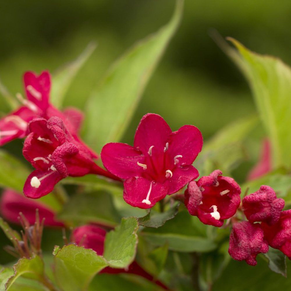 Weigela All Summer® Red Noble® image