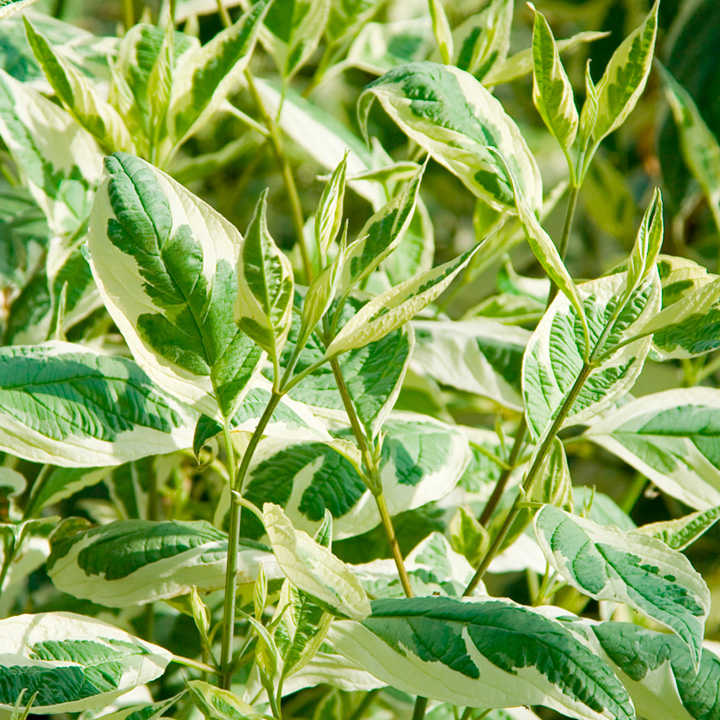 Cornus alba 'Ivory Halo' image